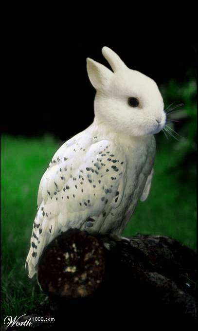 2003 Jeep TJ - A composite image shows a creature with the head of a rabbit and the body of a snowy owl.