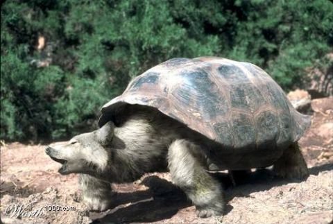 2003 Jeep TJ - A mythical creature, a wolf with a tortoise shell, is depicted in an outdoor setting.