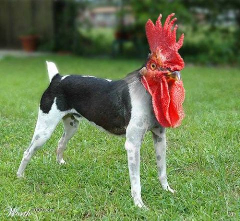 2003 Jeep TJ - A dog with the head of a rooster stands on a grassy lawn.