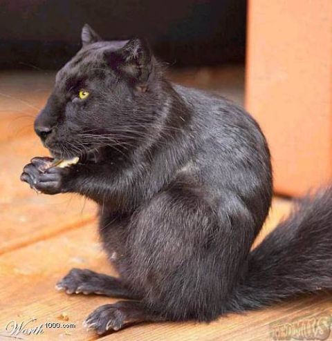 2003 Jeep TJ - A black squirrel sits on a wooden surface and eats a small piece of food.