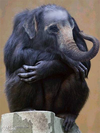 2003 Jeep TJ - This is a digitally altered image of a chimpanzee with an elephant's trunk and ears.