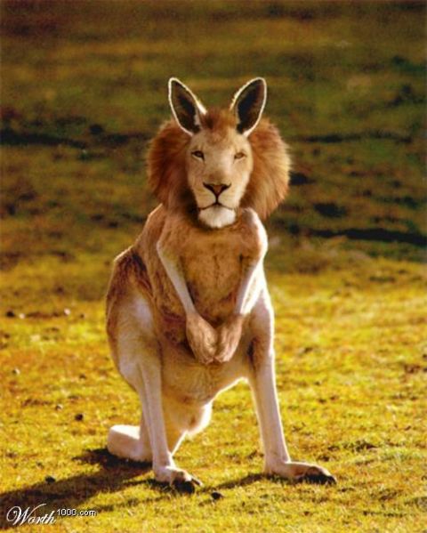 2003 Jeep TJ - A composite image shows a kangaroo with the head and mane of a lion, sitting in a field.
