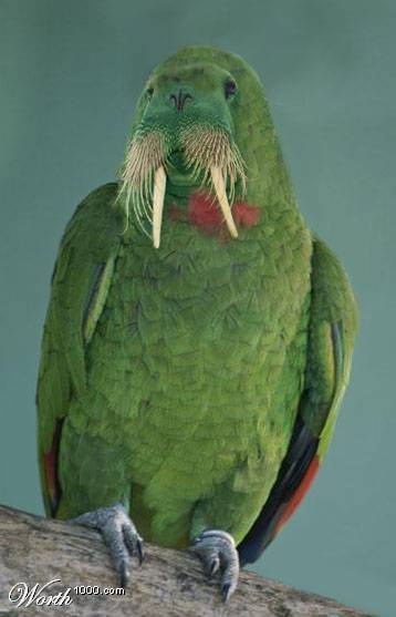 2003 Jeep TJ - A green parrot with prominent walrus tusks and a mustache sits on a branch against a teal background.