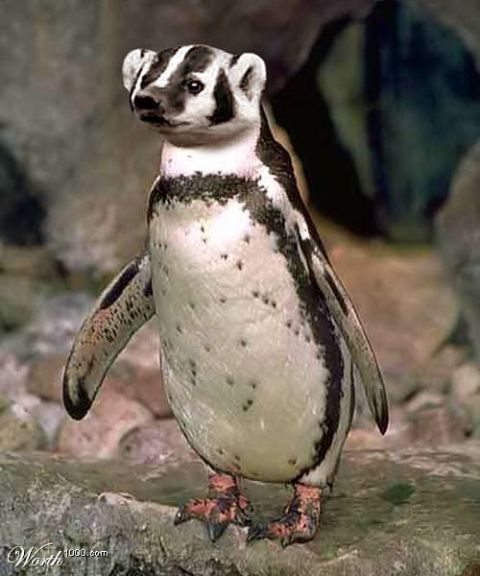 2003 Jeep TJ - A bizarre hybrid creature combines a penguin's body with a badger's head.