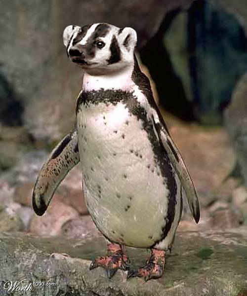 Composite image of a penguin with a badger's head, standing on rocks