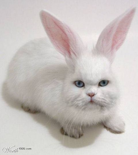 2003 Jeep TJ - A white cat with rabbit ears and blue eyes is pictured against a white background.