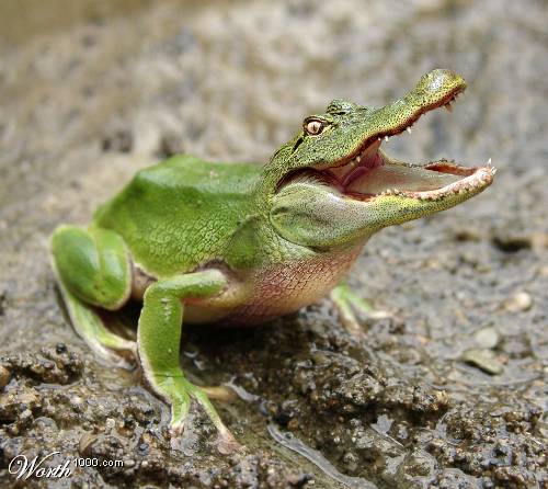 Green alligator-frog hybrid with mouth open