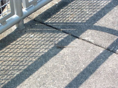 1985 Ford LTD Crown Victoria - A small lizard basks on a concrete surface, its form partially obscured by the geometric shadows cast by a nearby metal railing.