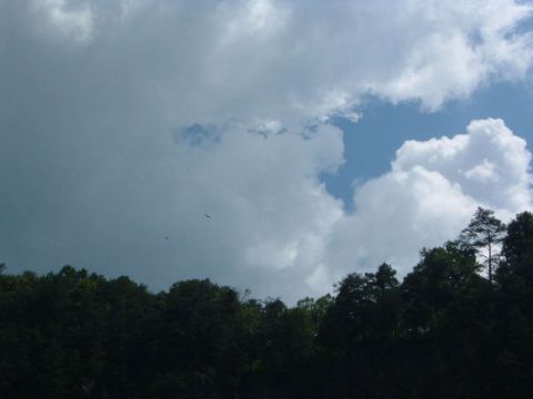 1985 Ford LTD Crown Victoria - Birds are seen soaring through a partly cloudy sky above a dense forest canopy.