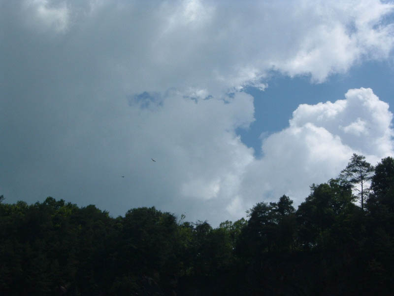 Birds flying in a cloudy sky over a dark treeline