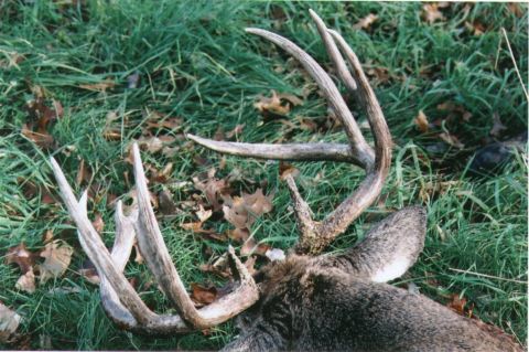 1980 Ford Bronco - Still in shock...what a deer!