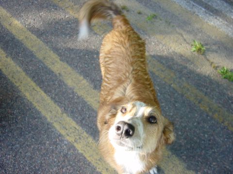 1996 Ford Bronco - A dog stands on a road with double yellow lines, looking upwards.