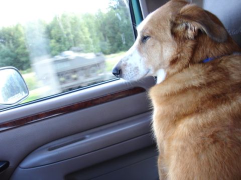 1996 Ford Bronco - A dog enjoys the scenery while traveling in a vehicle.