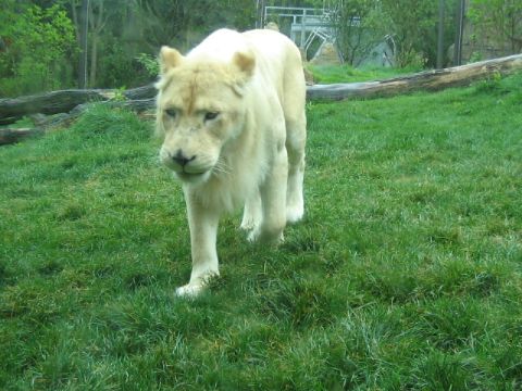 1991 Ford Bronco - A white lion walks across a grassy area with trees and structures in the background.