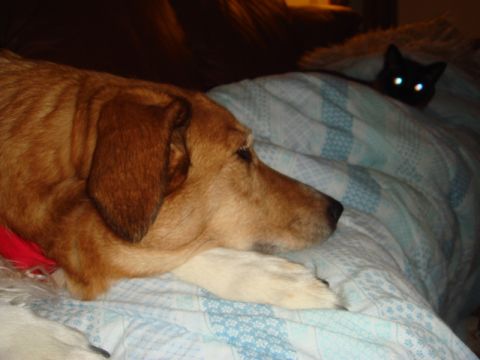 1996 Ford Bronco - A dog and a cat are resting together on a bed with blue and white striped covers.