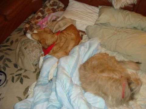 1996 Ford Bronco - Two dogs are napping on a bed covered with blankets and pillows.