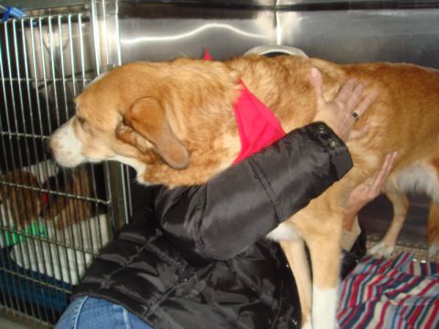 1996 Ford Bronco - A person comforts a tan dog wearing a red bandana while inside a veterinary clinic cage.