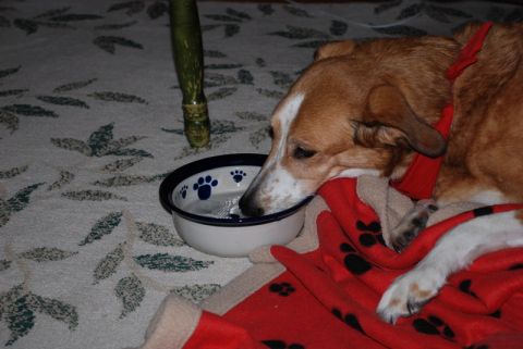 1996 Ford Bronco - A dog rests on a red blanket while drinking water from a bowl decorated with paw prints.