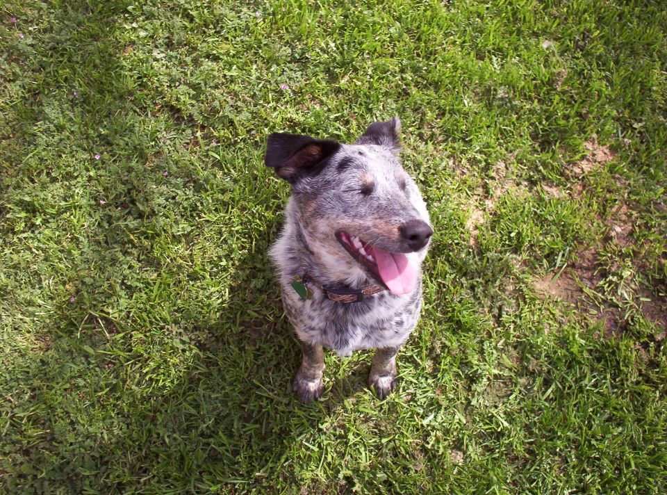 Blue heeler dog sitting on grass, panting with tongue out