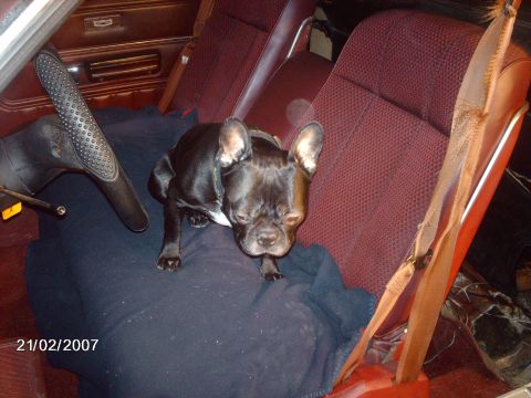 1979 Ford Ranchero - A French Bulldog sits on a blanket in the interior of a car.