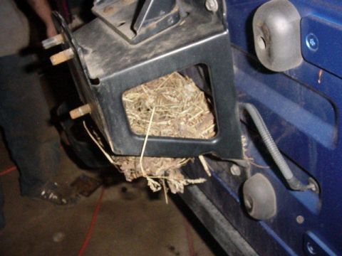 1992 Ford Bronco - A bird's nest has been built within the frame of a blue vehicle, obscuring a portion of the chassis.