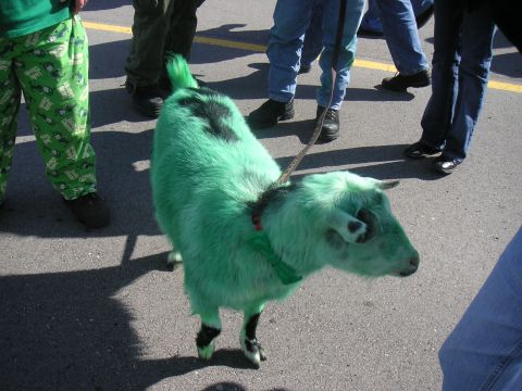 1992 Ford F-250 - A goat dyed green with a green bow tie is being walked on a leash by people in casual clothing.