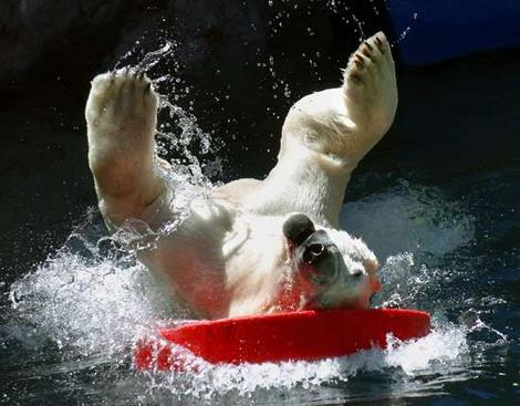 1979 Ford Bronco - A polar bear enjoys a playful moment in the water, interacting with a bright red toy.