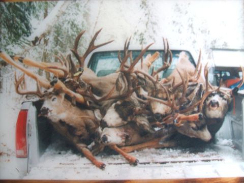 1974 Ford Ranchero - Multiple deer carcasses are piled high in the bed of a truck during winter.