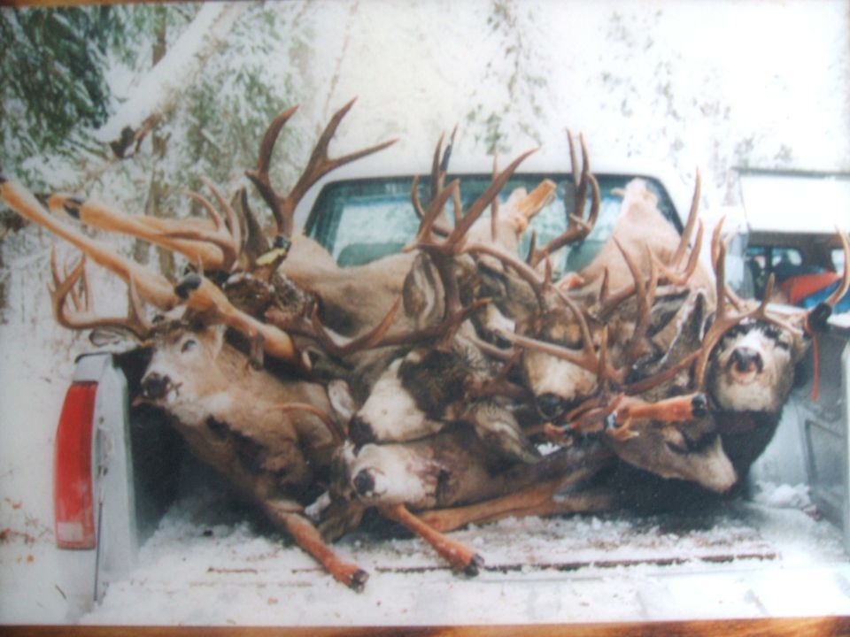 Truck bed filled with multiple deer carcasses in the snow