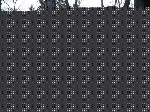 Trees and sky with a watermark for Supermotors.net