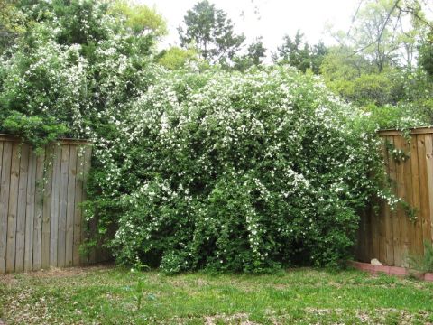 1986 Ford Bronco - A large bush with white flowers is situated next to a wooden fence in a grassy yard.