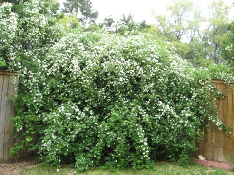 1986 Ford Bronco - A dense bush covered in white flowers grows beside a wooden fence in a yard.