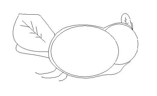 Line drawing of rounded shapes with a leaf, not a vehicle