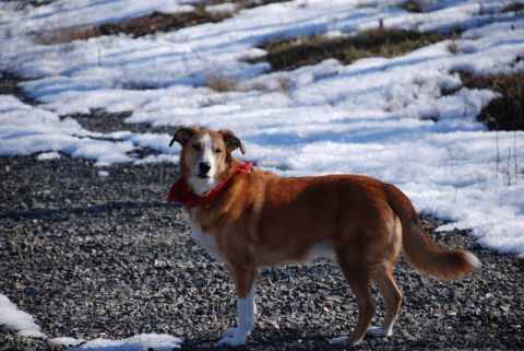 1996 Ford Bronco - A dog wearing a red bandana stands in a snowy, gravelly area.
