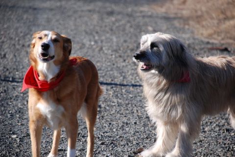 1996 Ford Bronco - Two dogs are standing outside on a gravel surface, one wearing a red bandana.