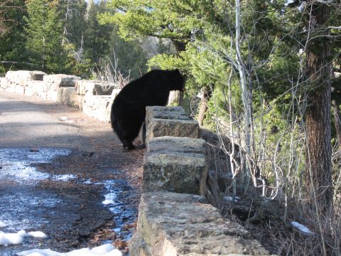 2006 Ford E350 - A black bear is seen near a stone wall in a wooded area, with patches of snow on the ground.