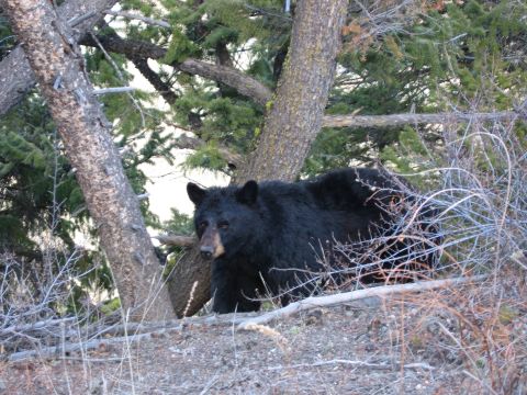 2006 Ford E350 - A black bear walks through a natural environment with trees and dry vegetation.