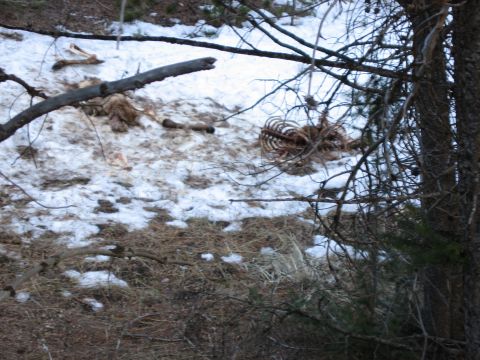 2006 Ford E350 - The remains of an animal are visible in a snowy, wooded area, with branches obscuring the view.