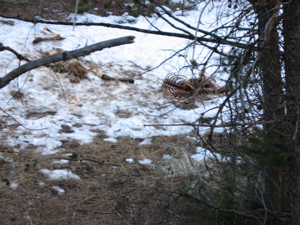 Animal carcass with ribs exposed lies in snow and dry grass, with trees in foreground