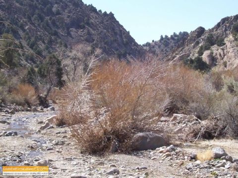 1986 Ford Bronco - Dry brush and rocks line a stream bed in a desert canyon under a clear sky.
