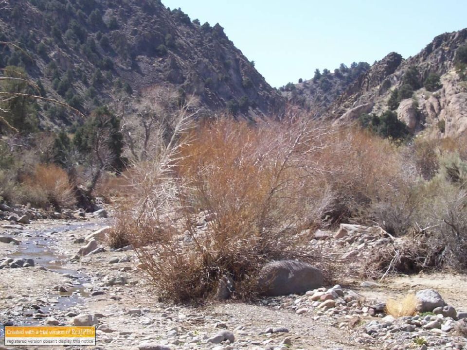 Desert landscape with dry brush, rocks, and a shallow stream bed