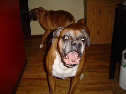 1989 Ford Bronco - Two boxer dogs are in a room with wooden floors. One dog is in the foreground with its mouth open, and another dog is in the background.