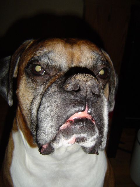 1989 Ford Bronco - Close-up of a Boxer dog's face, showing its distinctive muzzle and eyes.