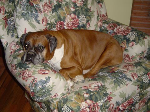 1989 Ford Bronco - A boxer dog lounges comfortably on a floral-patterned armchair, its head resting on the armrest.