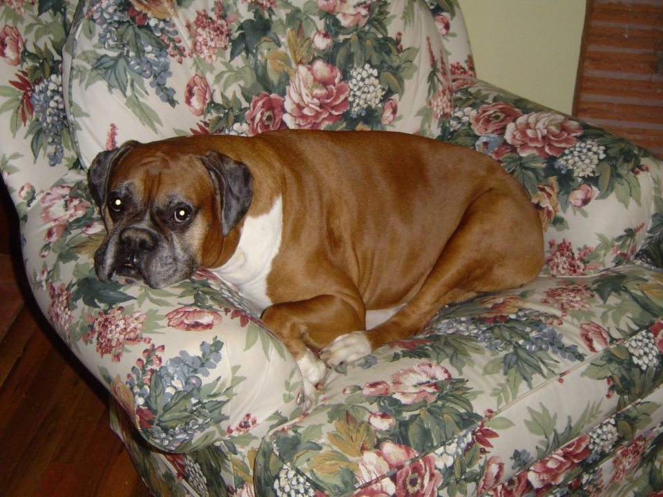 Boxer dog resting on a floral armchair
