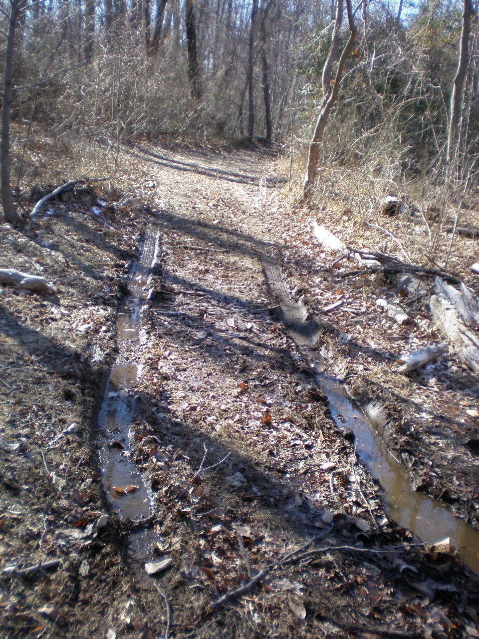 Muddy forest trail with deep tire tracks and fallen leaves