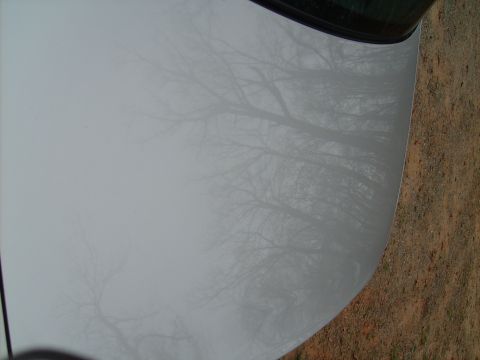 2004 Ford Crown Victoria - Reflection of trees on the hood of a white vehicle.