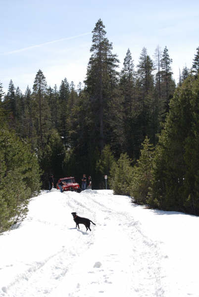 1989 Ford Bronco - A red off-road vehicle is stopped on a snow-covered path, with a dog in the foreground.