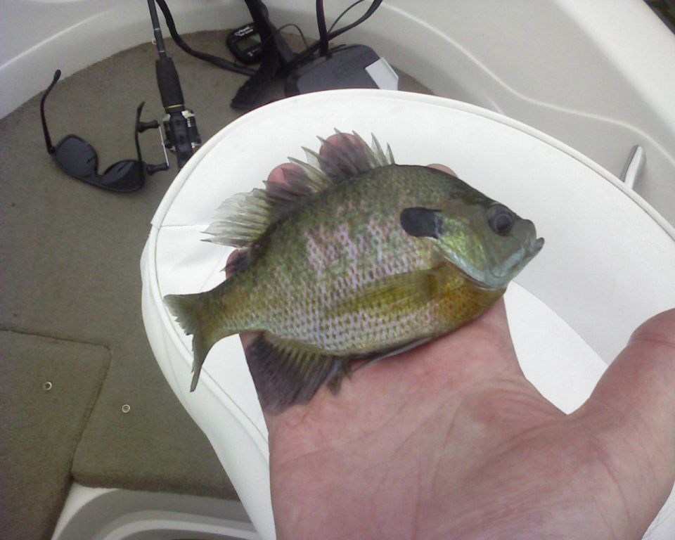 Hand holding a bluegill over the white gunwale of a fishing boat