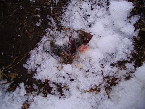 2000 Chevrolet Tahoe - A small animal carcass lies in the snow, with some red and white material visible.